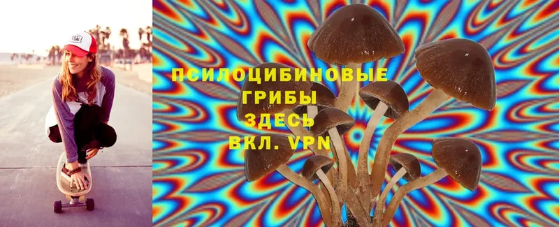 как найти закладки  Алексин  Псилоцибиновые грибы Cubensis 